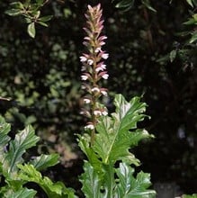 Acanthus mollis