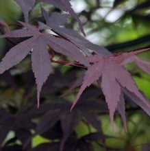 ACER palmatum 'Bloodgood'