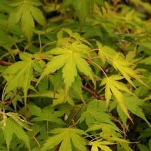 Acer palmatum Katsura