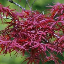 Acer palmatum Red Pygmy Acer palmatum Red Pygmy