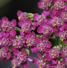 Achillea Cerise Queen