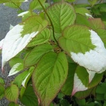 Actinidia kolomikta - Variegated Kiwi Plant