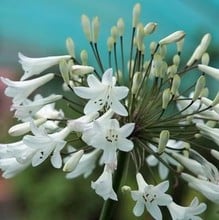 Agapanthus africanus albus