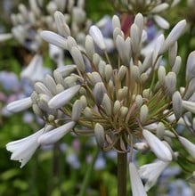 Agapanthus Windsor Grey