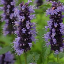 Agastache Blackadder