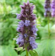 Agastache Blue Fortune