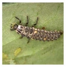 Aphid Control using Ladybird Larvae