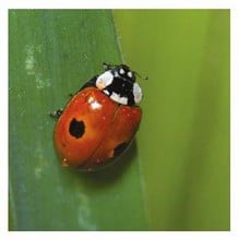 Aphid Control using Ladybirds