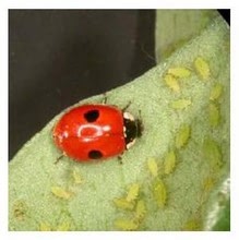 Aphid Control using Ladybirds