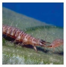 Aphid Kill using Lacewing Larvae