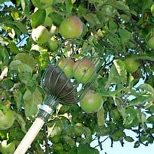 Apple Picker