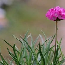 Armeria maritima Splendens