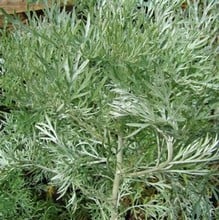 Artemisia Silver Queen
