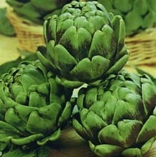 Artichokes Green Globe - Organic Plant Packs