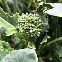 Autumn - Calabrese (Broccoli) - Green Sprouting (10 Plants) Organic