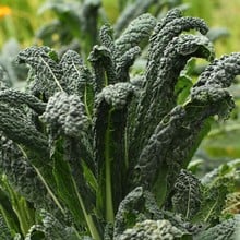 Autumn - Cavalo Nero - Nero di Toscana (10 Plants) Organic