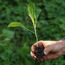 Autumn - Cavalo Nero - Nero di Toscana (10 Plants) Organic