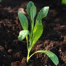 Autumn - Cavalo Nero - Nero di Toscana (10 Plants) Organic