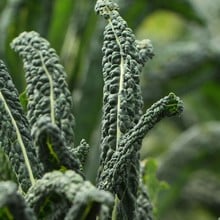 Autumn - Cavalo Nero - Nero di Toscana (10 Plants) Organic