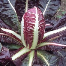 Autumn - Chicory - Rossa di Treviso (10) plants)