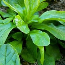 Autumn - Corn Salad Verte de Cambrai (10 Plants) Organic