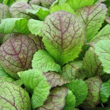 Autumn - Giant Red Mustard (10 Plants) Organic