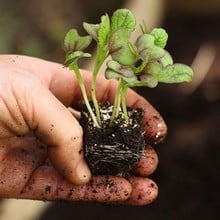 Autumn - Giant Red Mustard (10 Plants) Organic