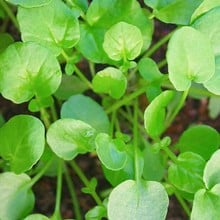 Autumn - Land Cress (10 Plants) Organic