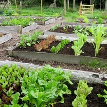 Autumn Large Vegetable Patch (310) Plants