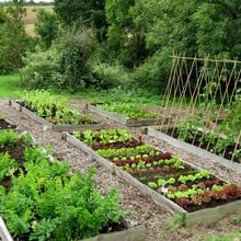 Autumn Large Vegetable Patch (310) Plants