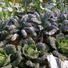 Autumn Large Vegetable Patch (310) Plants