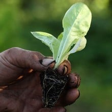Autumn - Lettuce Arctic King (10 Plants) Organic