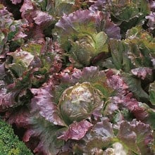 Autumn - Lettuce Marvel of Four Seasons (10 Plants) Organic