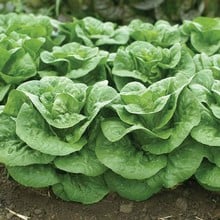 Autumn - Lettuce Winter Density (10 Plants) Organic Autumn - Lettuce Winter Density (10 Plants) Organic