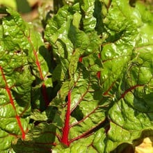 Autumn - Rainbow Chard - Bright Lights (10 Plants) Organic