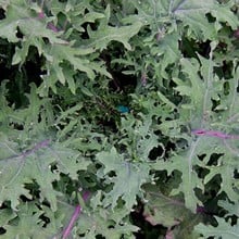 Autumn - Red Russian Kale (10 Plants) Organic