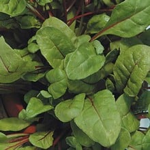 Autumn - Rhubarb Chard (10 Plants) Organic