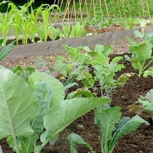 Autumn Small Vegetable Patch (155) plants