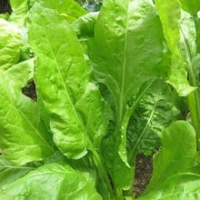 Autumn - Spinach Perpetual (10 Plants) Organic