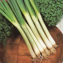 Autumn - Spring Onions - White Lisbon Hardy (20 Plants) Organic
