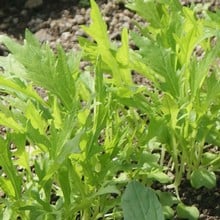 Autumn - Wild Rocket (10 Plants) Organic