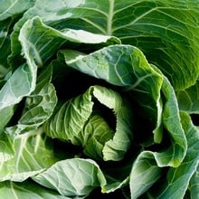 Autumn - Winter Green Cabbage (10 Plants)