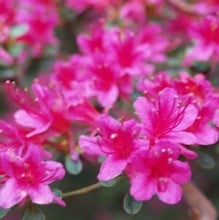 Azalea Amoena