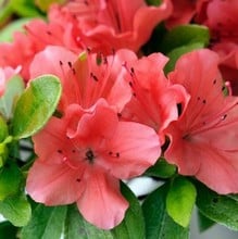 Azalea Geisha Orange