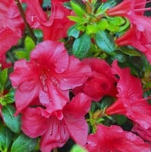 Azalea Johanna