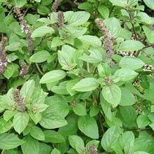 Basil African Blue - Organic Plant Packs