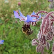 Bee Mat