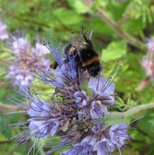 Bee Mat