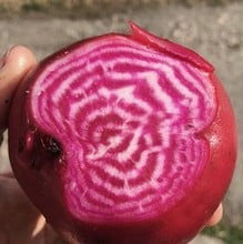 Beetroot - Chioggia - Organic Plant Packs