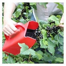 Berry Picker Berry Picker